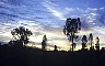 Trees in the evening light.  - Impresiones de Australia, by Laurenz Bobke.
